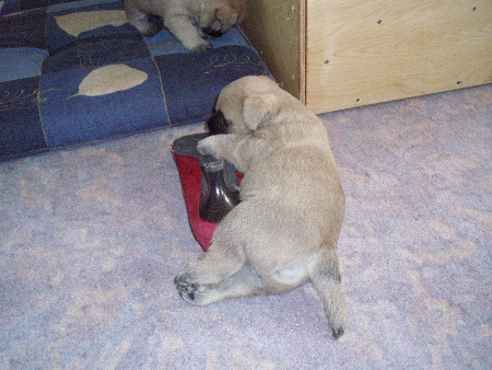 a_Alvin_mit_Schuh_01