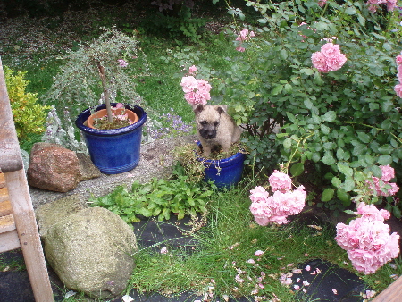 a_Arnold_auf_der_Terrasse