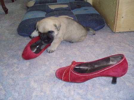 a_Arnold_mit_Schuh_02