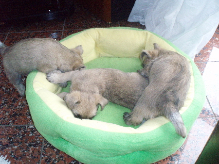 a_In_Emmis_Kissen_02