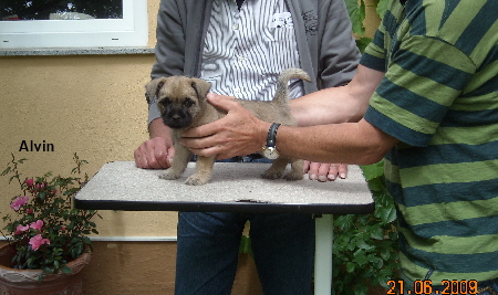 Alvin beim Zuchtwart 01