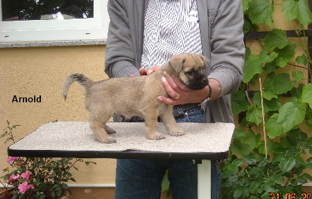 Arnold beim Zuchtwart