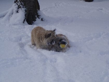E+A toben im Schnee 02