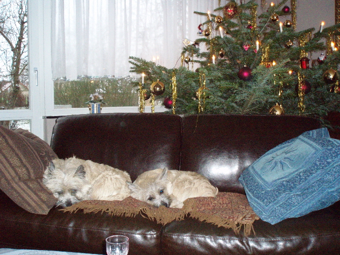 E+A unterm Tannenbaum 03